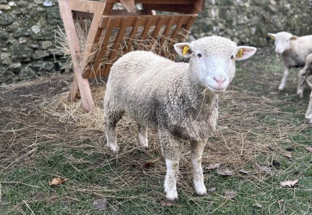 596379262_1275760164585228_5011266729036585141_n 1.jpg