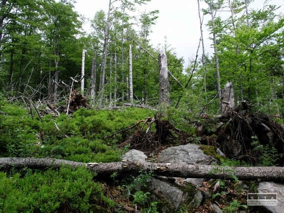 Lesy SR investujú do obnovy lesov vyše 66 mil. eur
