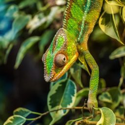 Madagaskar chameleon_pixabay.cm_.jpg
