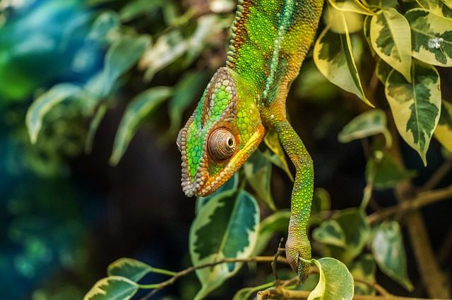 Madagaskar chameleon_pixabay.cm_.jpg