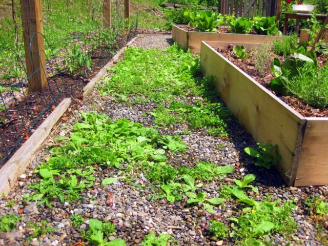 Weedy herb garden pre vinegar.jpg