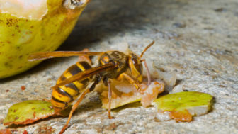 Hornet