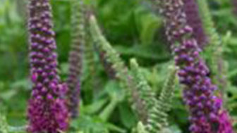 Images_rady_1672_Untitled 2