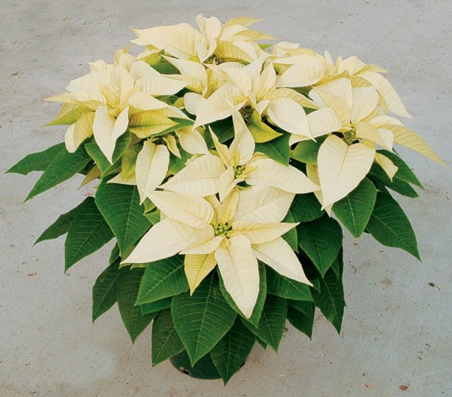 White_poinsettia.jpg