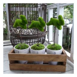 29 moss topiaries.jpg