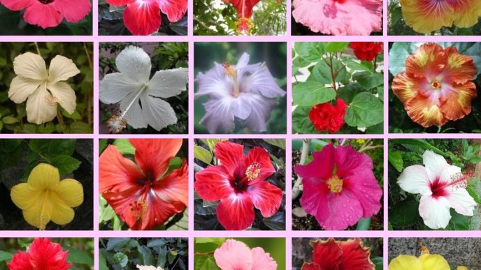 Hibiscus rosa sinensis cultivars.jpg
