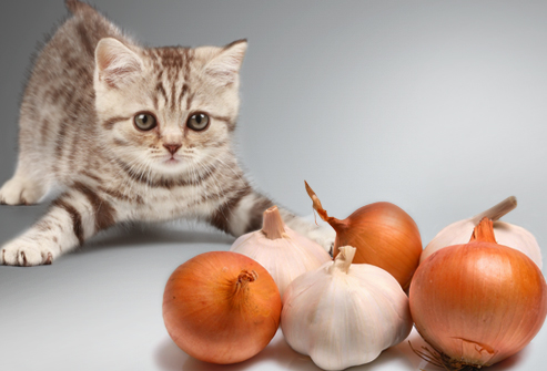 Jiu_rf_photo_of_kitten_vs_onions_and_garlic.jpg