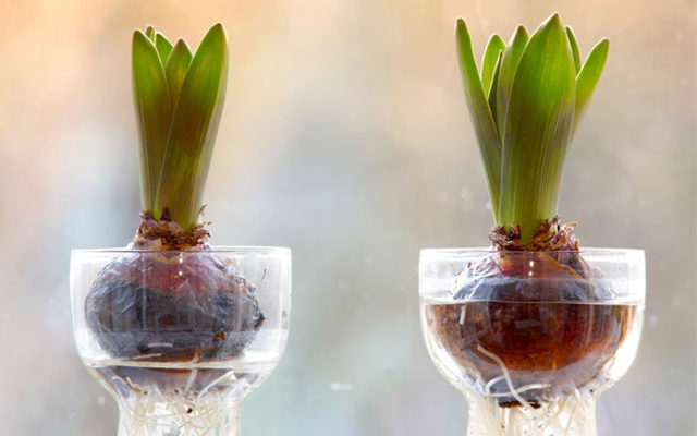 Hyacinth in forcing jars.jpg