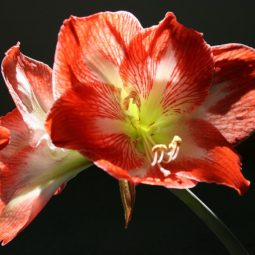 Spring amaryllis.jpg