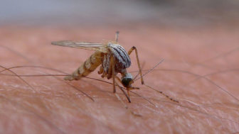 Avoidmosquitobites_m_08241.jpg