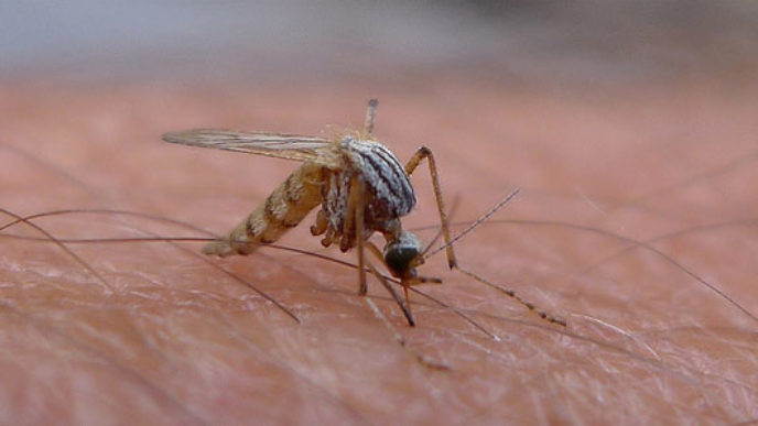 Avoidmosquitobites_m_08241.jpg