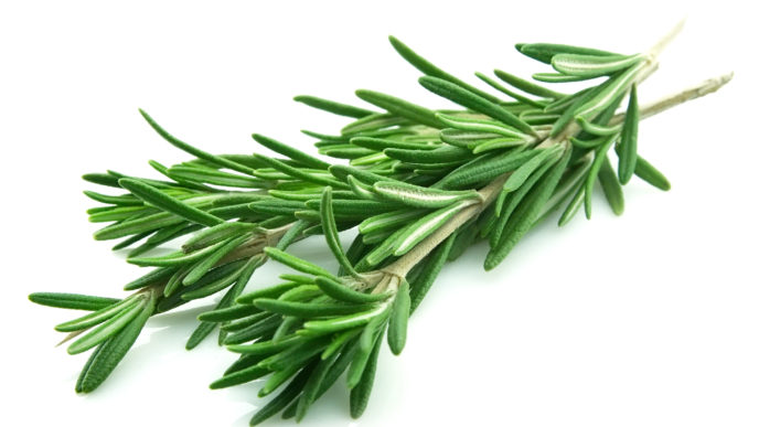 Rosemary.jpg
