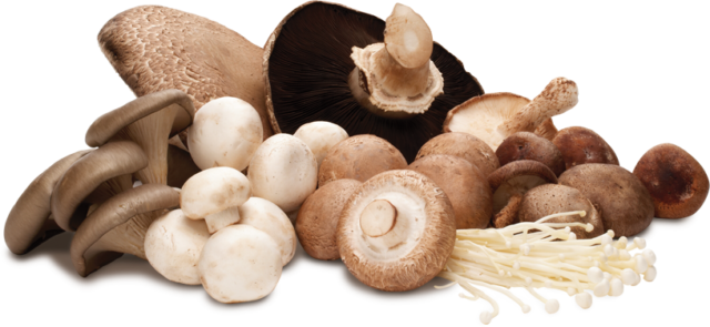 Mushroom group.png