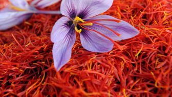 Saffron_flower_3097101b.jpg