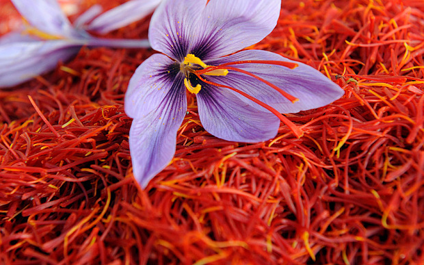 Saffron_flower_3097101b.jpg