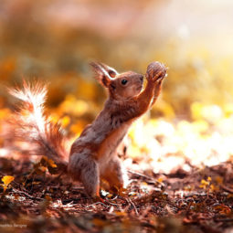 Animal portraits sergey polyushko 3 582b05cbb70e1__880.jpg