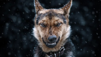 Animal portraits sergey polyushko 30 582b061235ddd__880.jpg