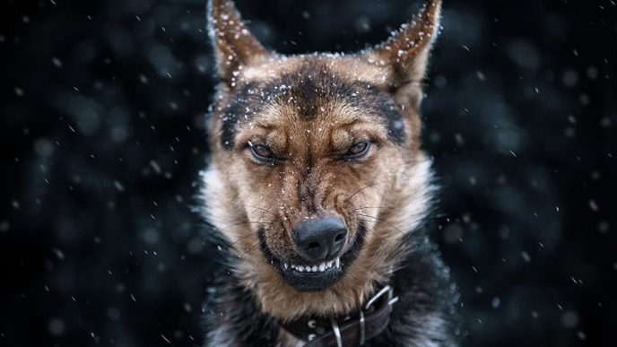 Animal portraits sergey polyushko 30 582b061235ddd__880.jpg