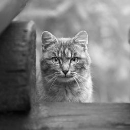 Animal portraits sergey polyushko 7 582b05d4607e0__880.jpg