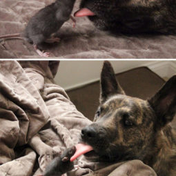 Cute animal tongues mlem 252 58999744c6d38__700.jpg