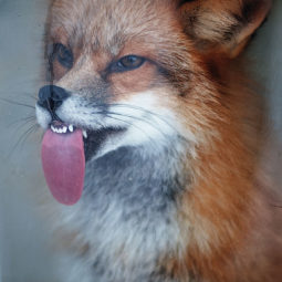 Cute animal tongues mlem 253 58999f6f825be__700.jpg