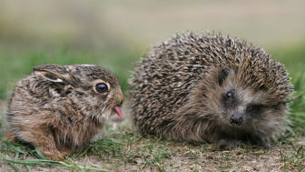 Cute animal tongues mlem 260 58943b289497f__700.jpg