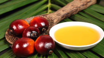 Plantáž palmového oleje 4 219clq9.jpg
