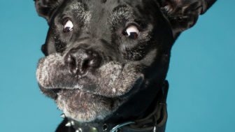 Im a professional dog photographer 58bf687462099__880.jpg