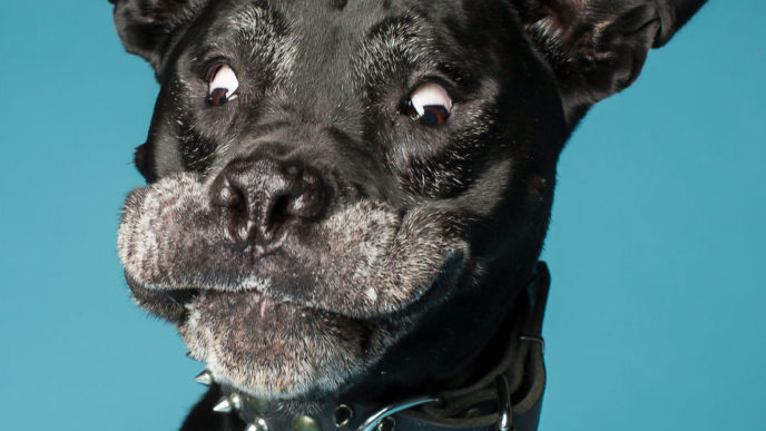 Im a professional dog photographer 58bf687462099__880.jpg