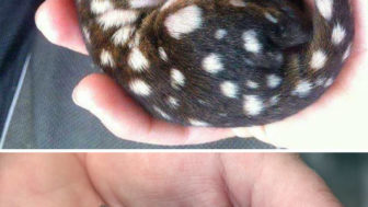 Rare animal babies 10 58b4469d14c20__700.jpg