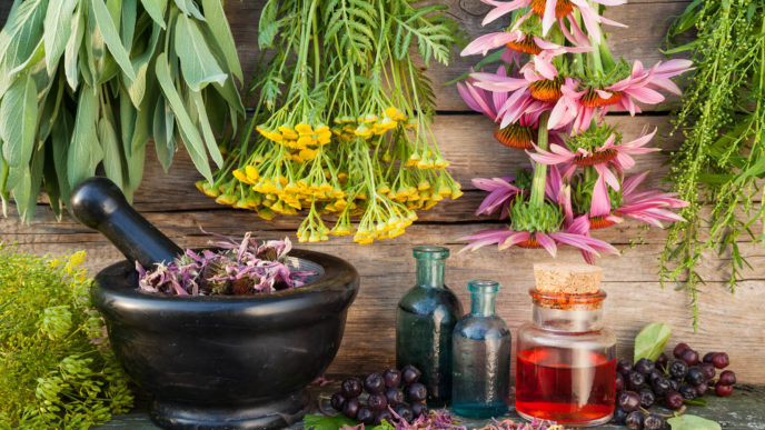 Agrimonyherbal medicine amelia organics.jpg