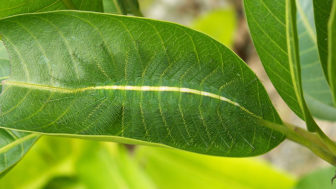 Amazing wild animal camouflage nature 4 59258ed3abab8__700.jpg