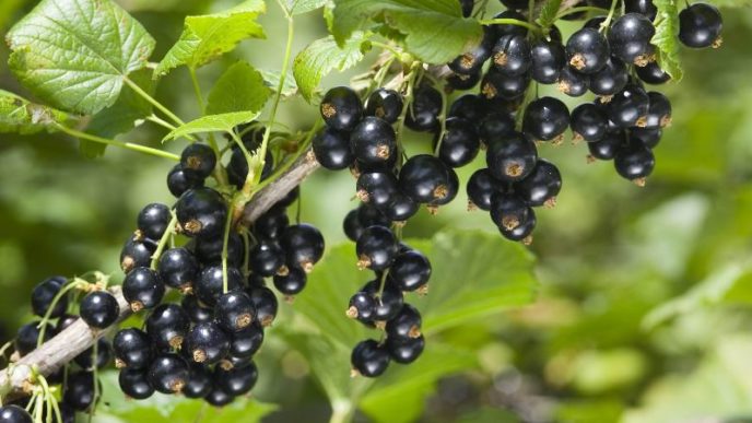 Newzealand blackcurrant.jpg