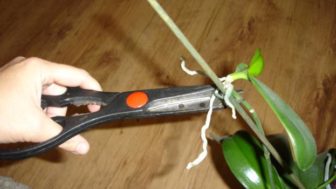 Fig_zok4.jpg