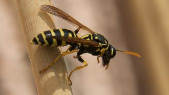 Wasp sting treatment_full_width.jpg