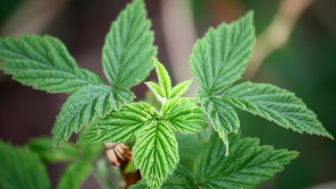 Raspberry leaves.jpg