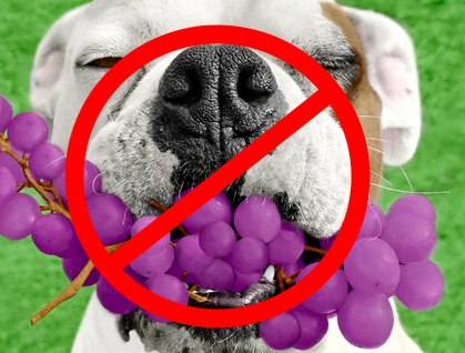 Can dogs eat grapes no.jpg