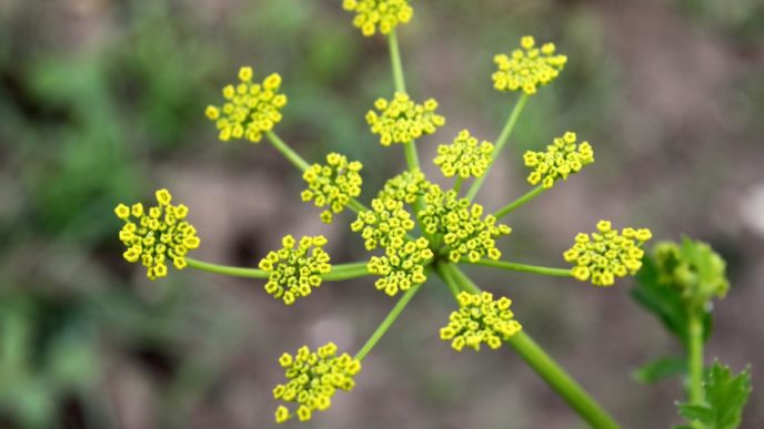 Close_up_flowers_garden_leaves_parsnip_pastinaca_sativa_yellow 1353869.jpgd_.jpg