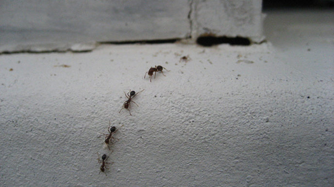 Malí černí mravenci v kuchyni s 29 Červenec 2009 zařazeno pod jak autor mňam.jpg