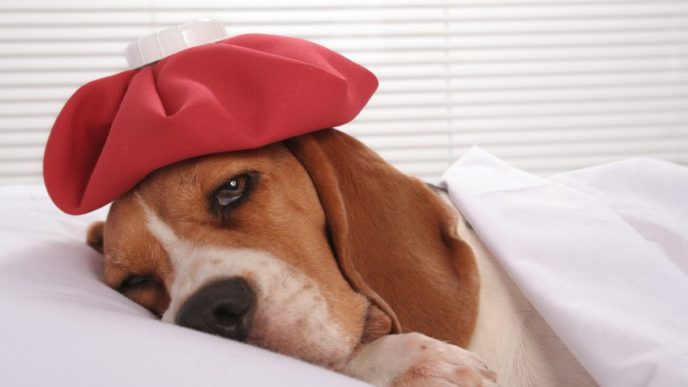 Nemocný pes.jpg
