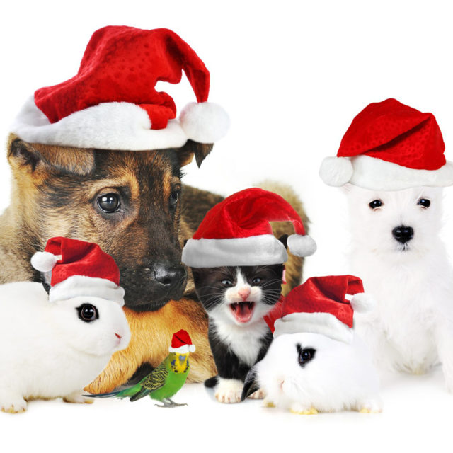 Dogs at christmas wallpaper.jpg