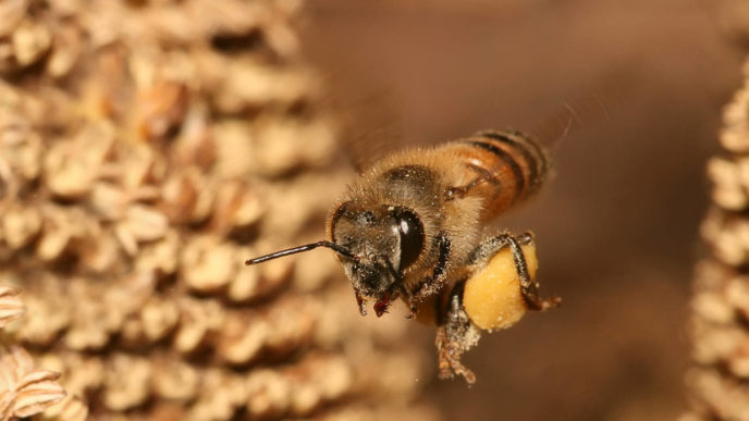 Včelí produkt propolis.jpg