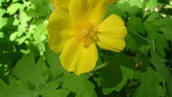 Celandine poppy1.jpg