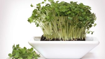 Garden cress packed with power.jpg