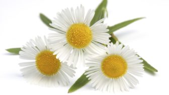 Macro shot of wild camomiles over white