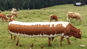 Nahled_pano 750x398.jpg