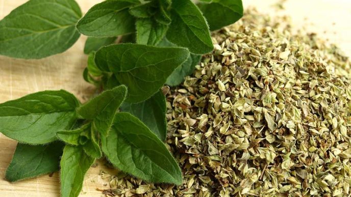 Oregano byliny koření health.jpg