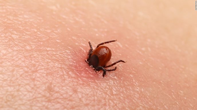 150712115623 05 bug bites tick burrowed super 169.jpg