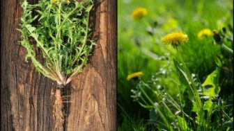 How to harvest dandelion roots 7 ways to use it.jpg