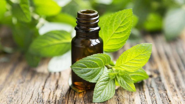 Peppermint essential oil natural health benefits indigestion ibs hair growth.jpg